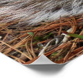 Crouching Squirrel Poster (Ecke)