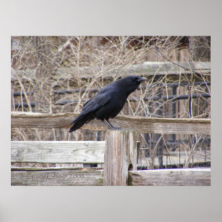 Crow 1 poster