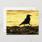 Crow am Strand Postkarte (Vorne/Hinten)