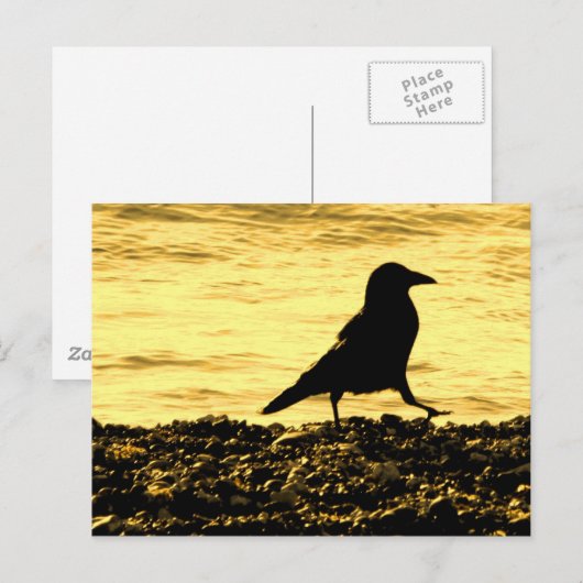 Crow am Strand Postkarte (Vorne/Hinten)