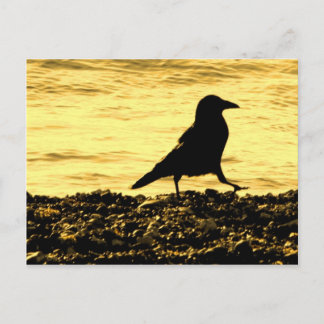 Crow am Strand Postkarte