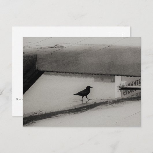Crow and Water Puddle with Rooftop Reflections 3 Postkarte (Vorne/Hinten)