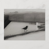 Crow and Water Puddle with Rooftop Reflections 3 Postkarte (Vorderseite)