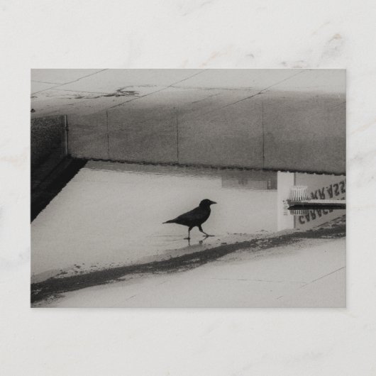 Crow and Water Puddle with Rooftop Reflections 3 Postkarte (Vorderseite)
