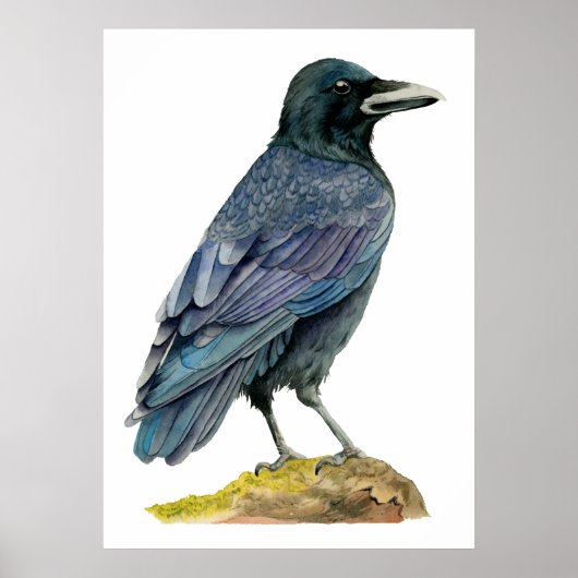 Crow-Aquarellmalerei Poster (Vorne)