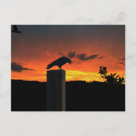 Crow bei Sonnenuntergang Postkarte