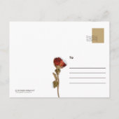 Crow-Crow-Postkarten im Vintagen Stil Postkarte (Rückseite)