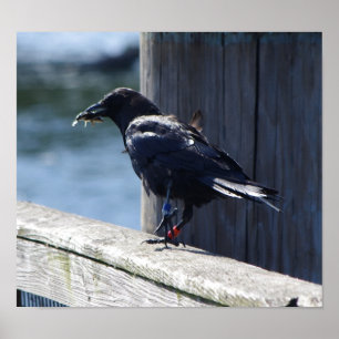 Crow-Fischerei Poster