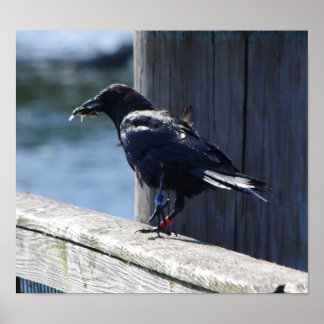 Crow-Fischerei Poster