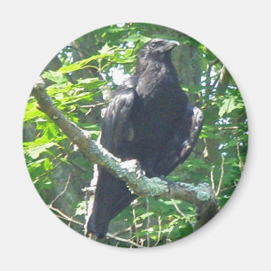 Crow-Koordinationselemente Magnet