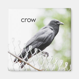 Crow Kühlschrank Magnet