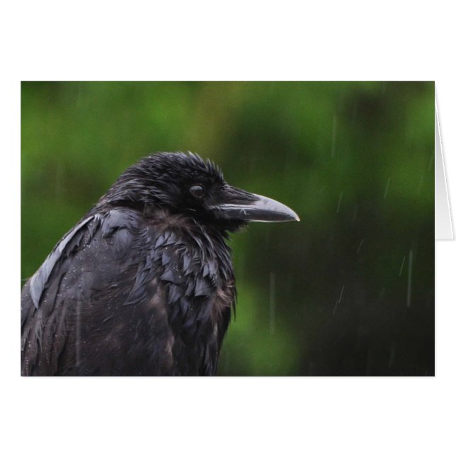 Crow oder Raven im Regen (Vorderseite (Horizontal))