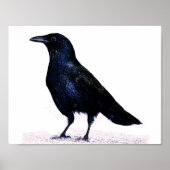 Crow Poster (Vorne)