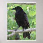 Crow Poster (Vorne)