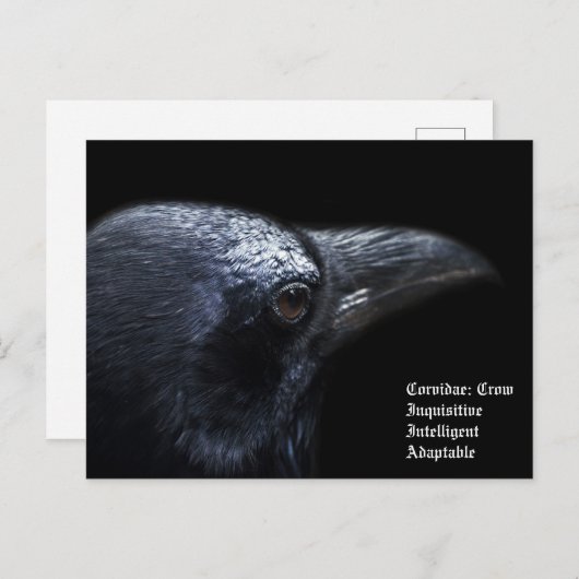 Crow Postkarte (Vorne/Hinten)