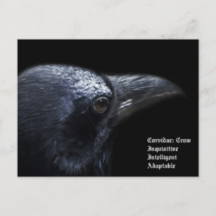 Crow Postkarte