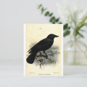 Crow Postkarte (Stehend Vorderseite)