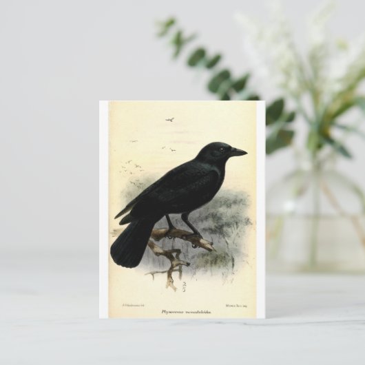 Crow Postkarte (Stehend Vorderseite)