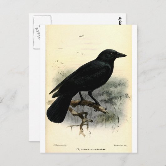 Crow Postkarte (Vorne/Hinten)