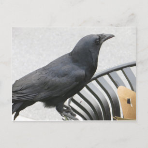Crow Postkarte