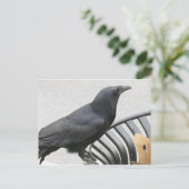 Crow Postkarte (Stehend Vorderseite)