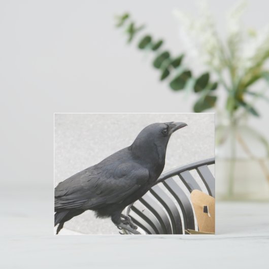 Crow Postkarte (Stehend Vorderseite)