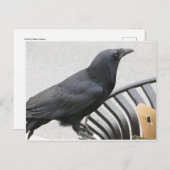 Crow Postkarte (Vorne/Hinten)