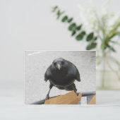 Crow Postkarte (Stehend Vorderseite)