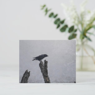 Crow Postkarte
