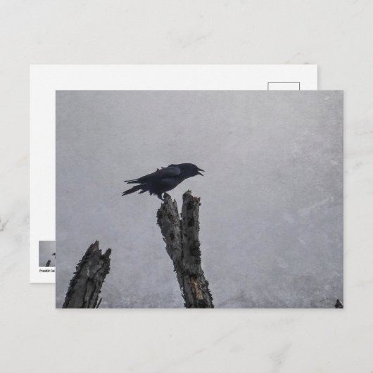 Crow Postkarte (Vorne/Hinten)