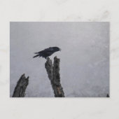 Crow Postkarte (Vorderseite)