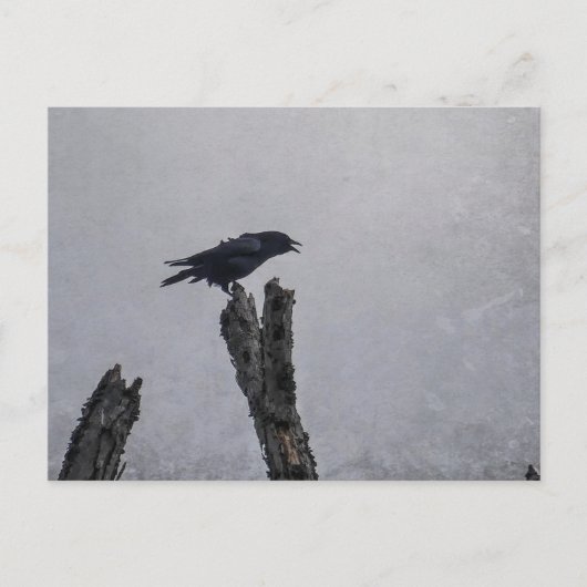 Crow Postkarte (Vorderseite)