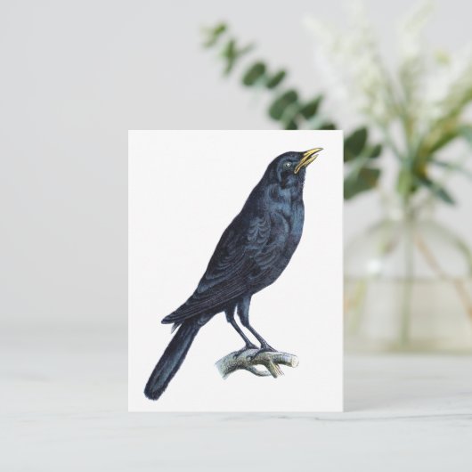Crow Postkarte (Stehend Vorderseite)