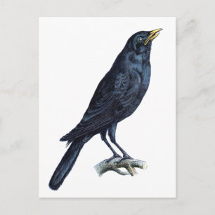 Crow Postkarte