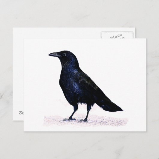 Crow Postkarte (Vorne/Hinten)