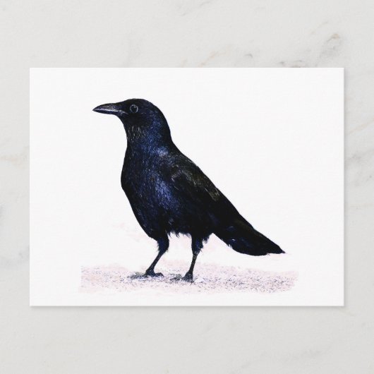 Crow Postkarte (Vorderseite)