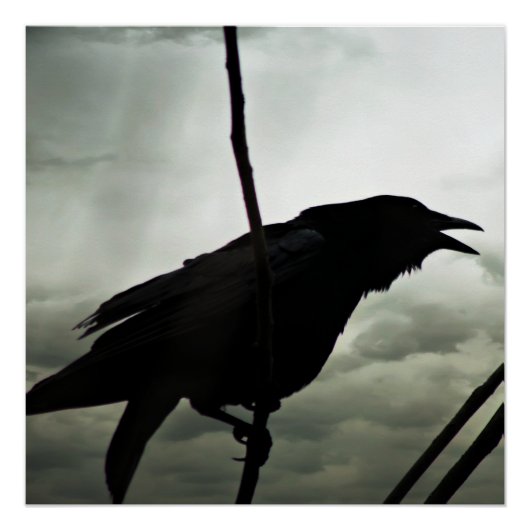 Crow/Raven Poster (Vorderseite)