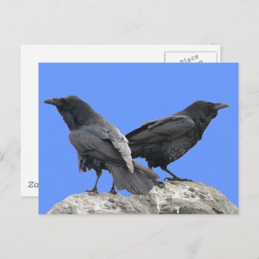 Crow Raven Postkarte (Vorne/Hinten)