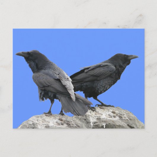 Crow Raven Postkarte (Vorderseite)