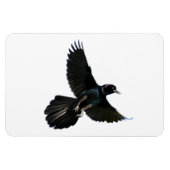 Crow Raven Premium Flexi Magnet (Horizontal)