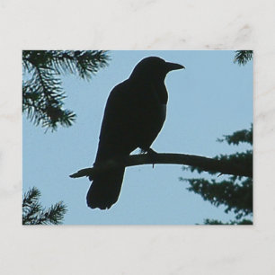 Crow-Sitting in Tree Postkarte