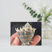 Crown Conch Seashell Photography Postcard Postkarte (Stehend Vorderseite)