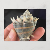 Crown Conch Seashell Photography Postcard Postkarte (Vorderseite)