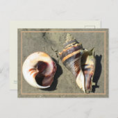 Crown Conch verschlägt in der Natur Postkarte (Vorne/Hinten)
