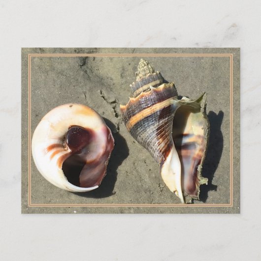 Crown Conch verschlägt in der Natur Postkarte (Vorderseite)