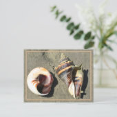 Crown Conch verschlägt in der Natur Postkarte (Stehend Vorderseite)