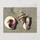 Crown Conch verschlägt in der Natur Postkarte (Vorderseite)