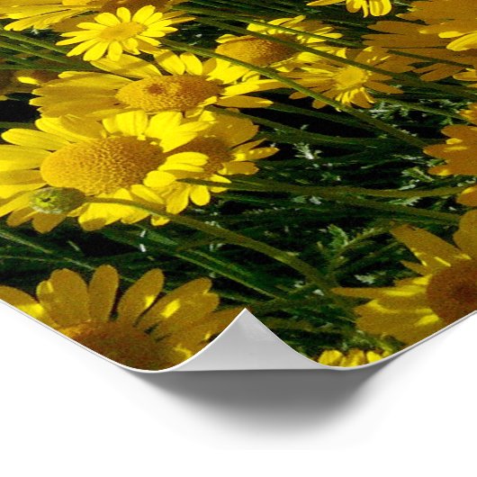 Crown Daisis / Chrysanthemum Coronarium Poster (Ecke)