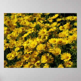 Crown Daisis / Chrysanthemum Coronarium Poster