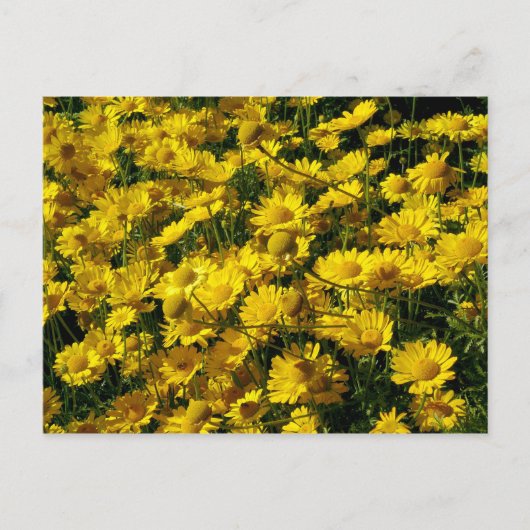 Crown Daisis / Chrysanthemum Coronarium Postkarte (Vorderseite)